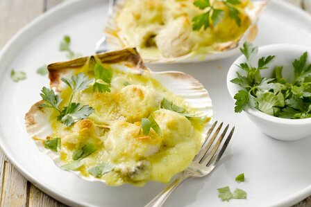 Gegratineerde Sint-Jakobsschelp - witloof / roomsaus